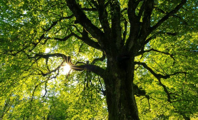 Mature oak tree in a natural setting, showcasing the hardwood’s source for strong, grain-rich furniture used in timeless designs.