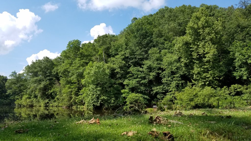 A lush green hillside covered in dense deciduous trees under a partly cloudy blue sky, with a grassy meadow in the foreground containing scattered fallen logs near a water body that reflects the trees. This scenic landscape represents Clear Creek Township, where Millwest Amish Furniture provides furniture services.