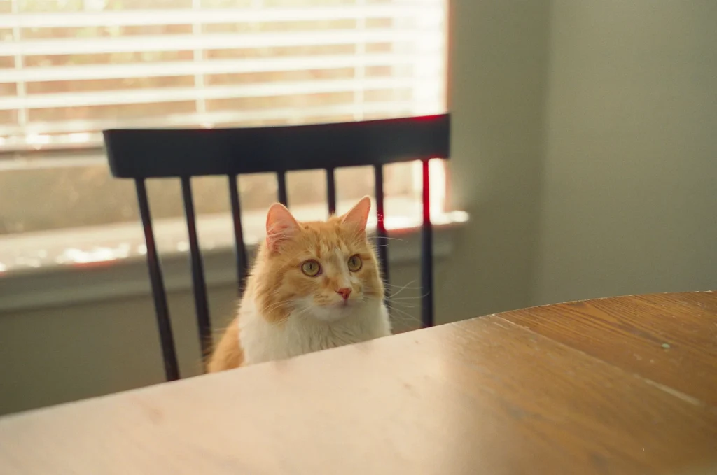 Cat sitting at table